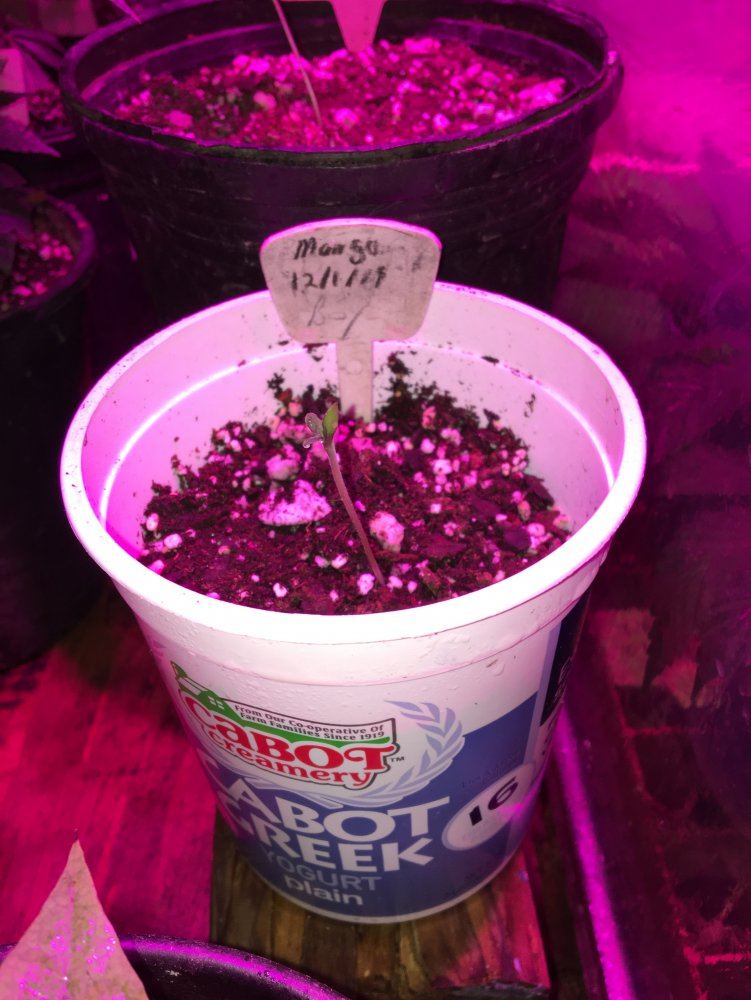 MangoSeedling