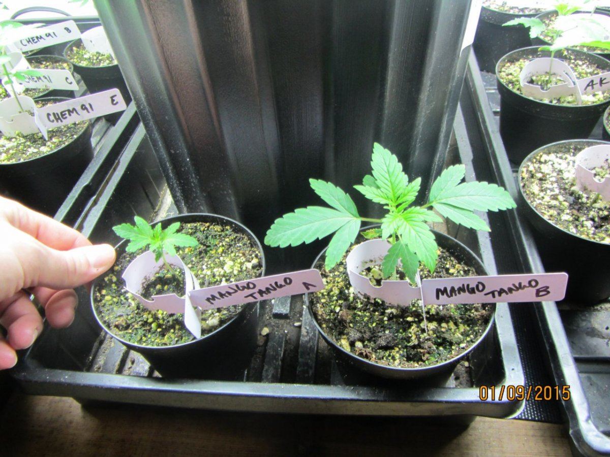 Mango tango by elemental seeds   2x freebies reg 3