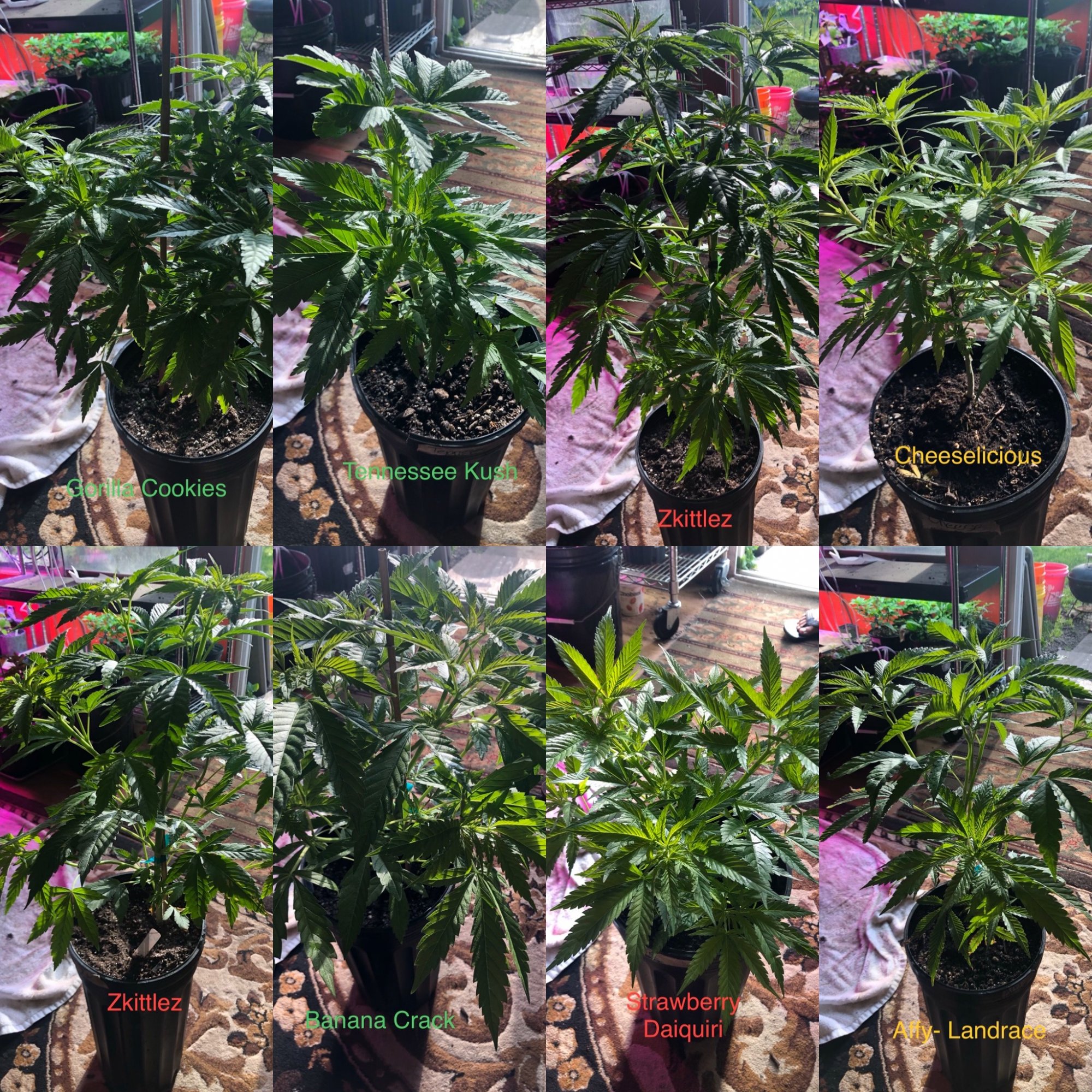 Mannys medical grow   multiple strains 2