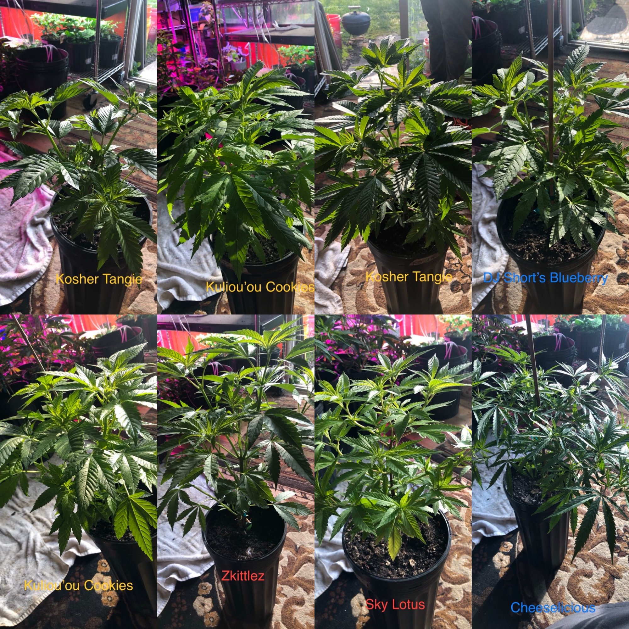 Mannys medical grow   multiple strains 3