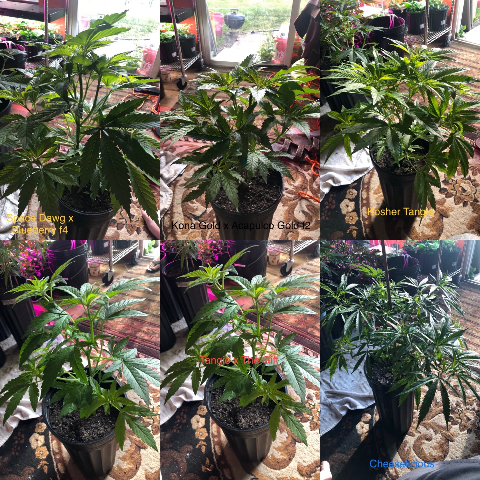 Mannys medical grow   multiple strains 4