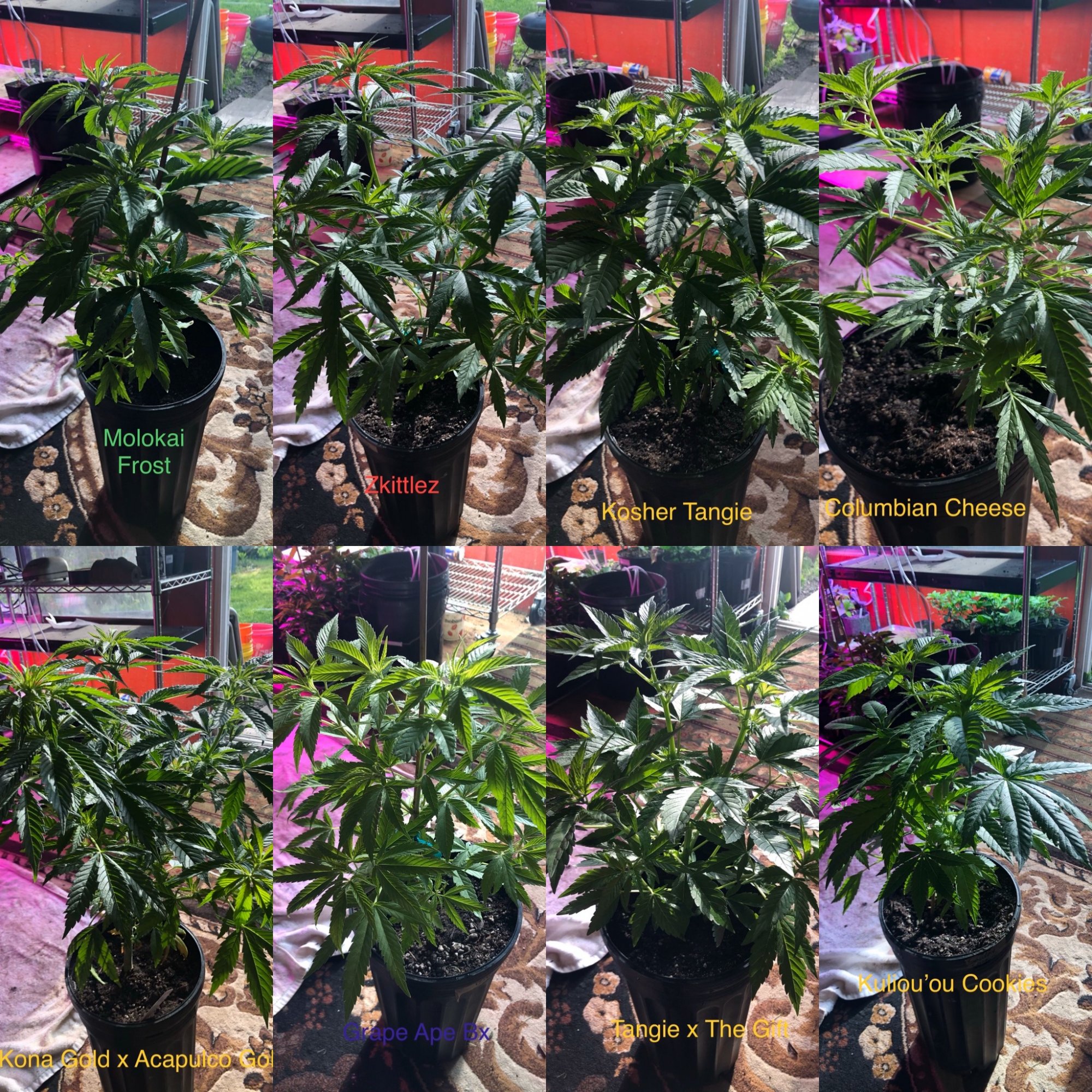 Mannys medical grow   multiple strains
