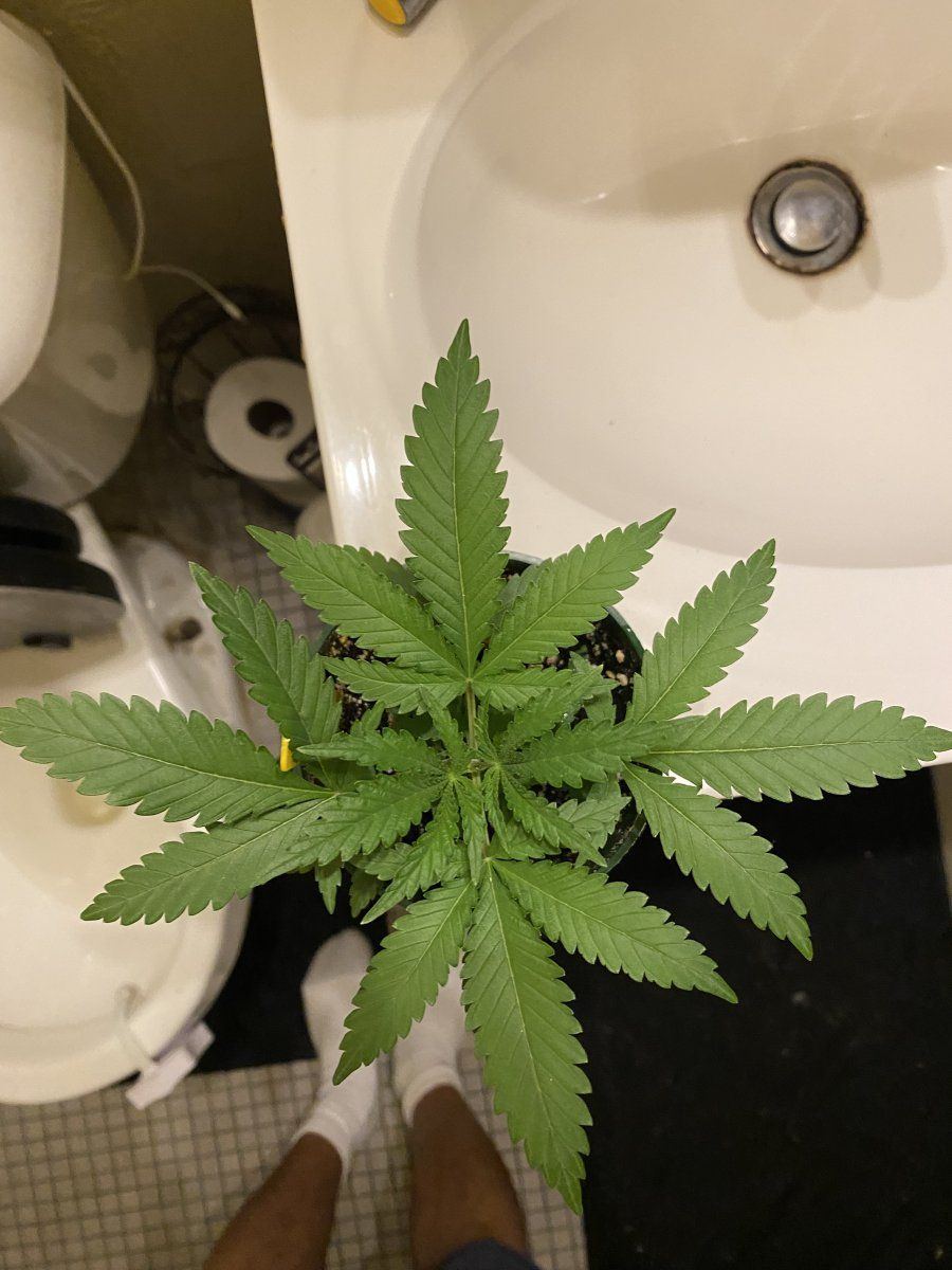 Mantanuska tundra from sagarmartha seeds 2