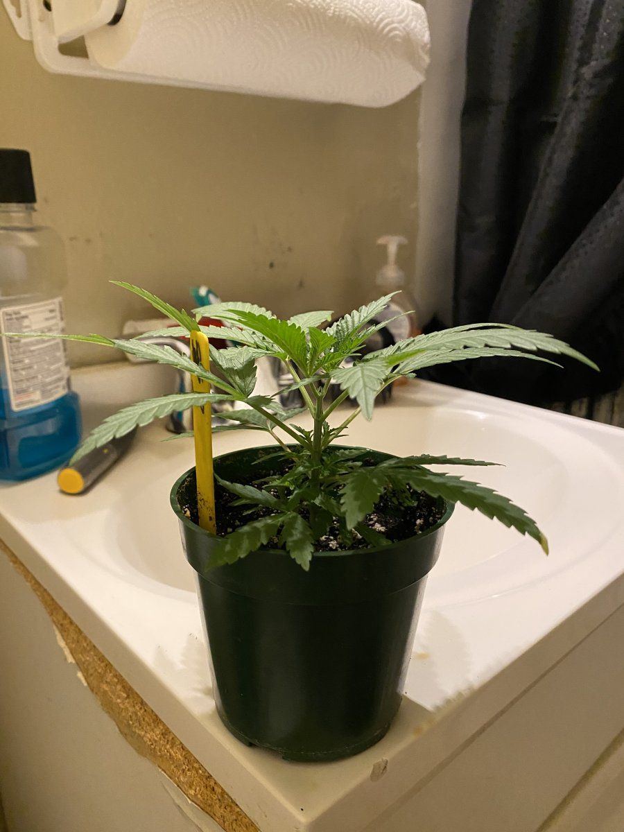 Mantanuska tundra from sagarmartha seeds