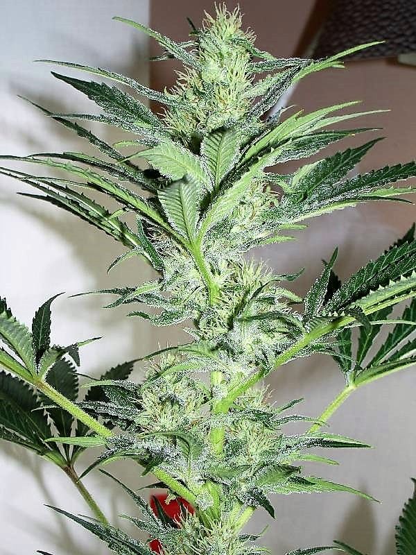 Mantice bud week 4 007  rs