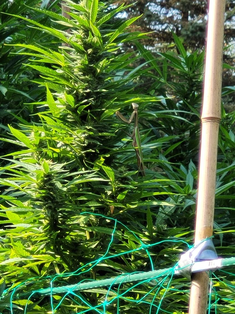 Mantis 1