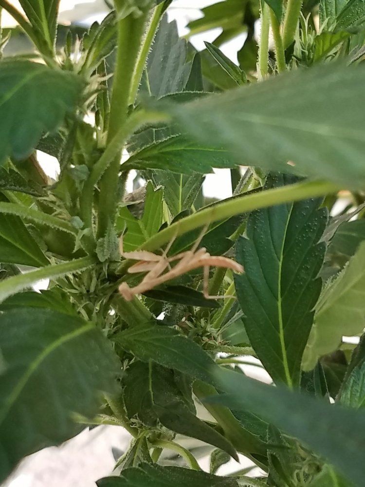 Mantis 2