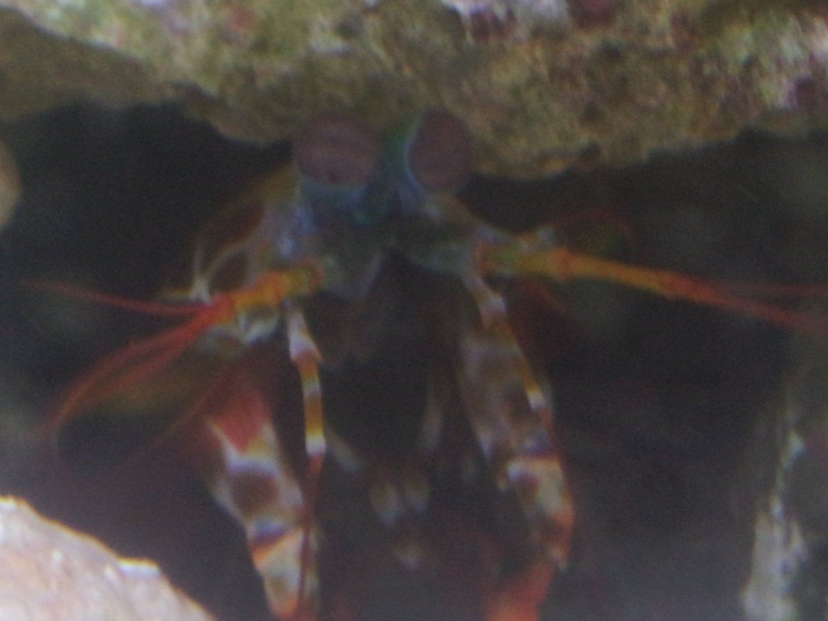 Mantis