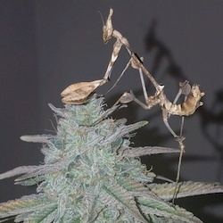 Mantis1217