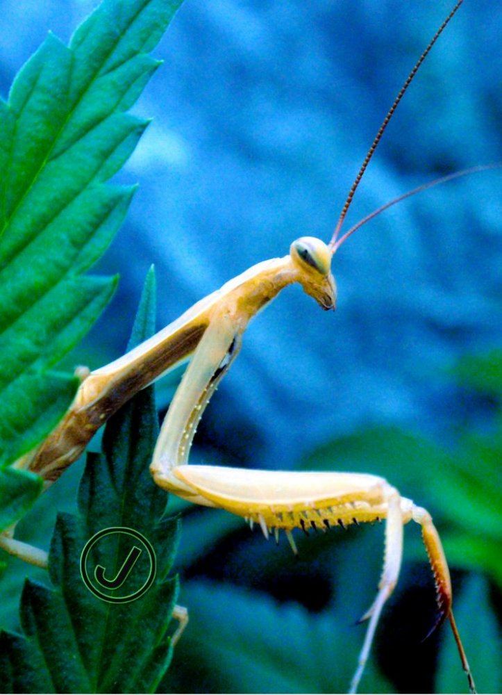 Mantis2