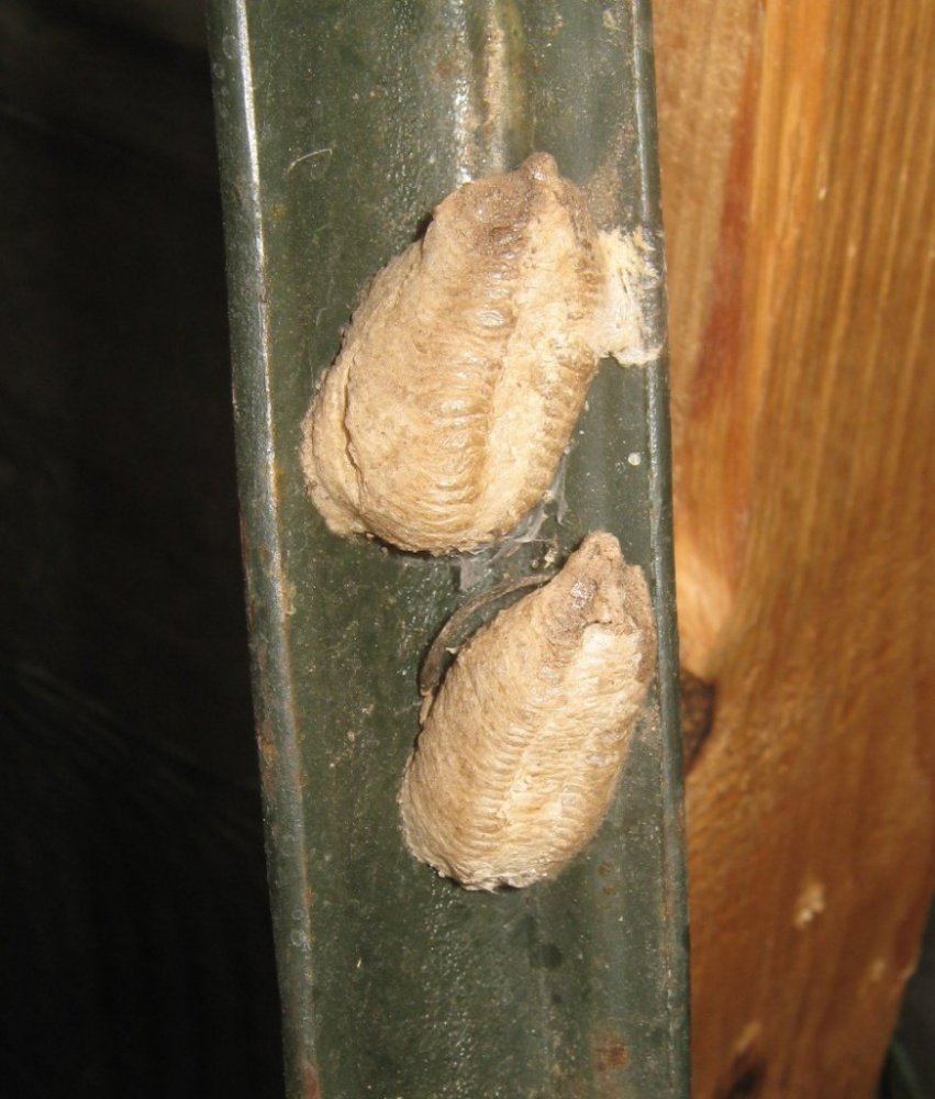 Mantiseggs428