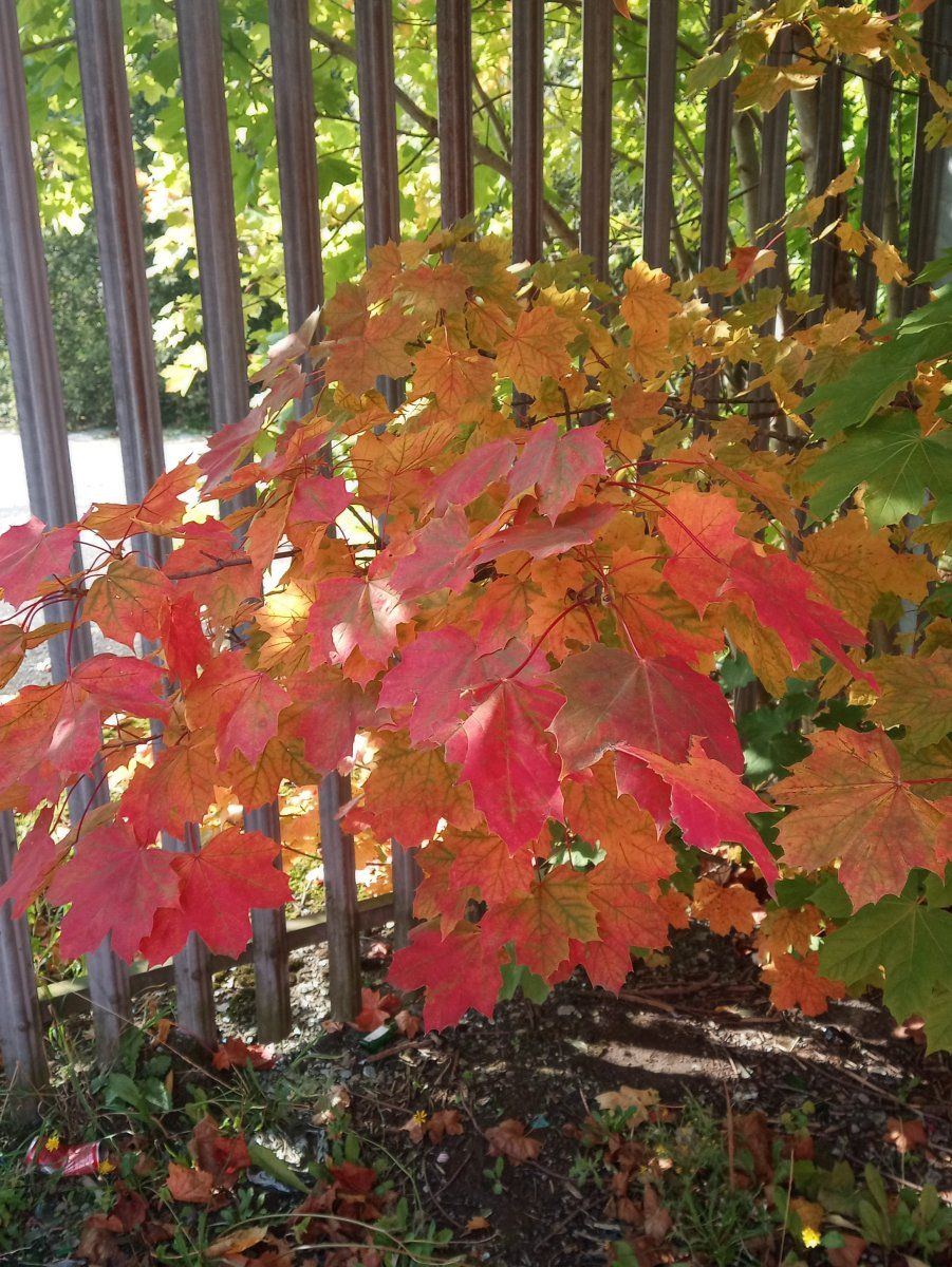 Mapleleaf