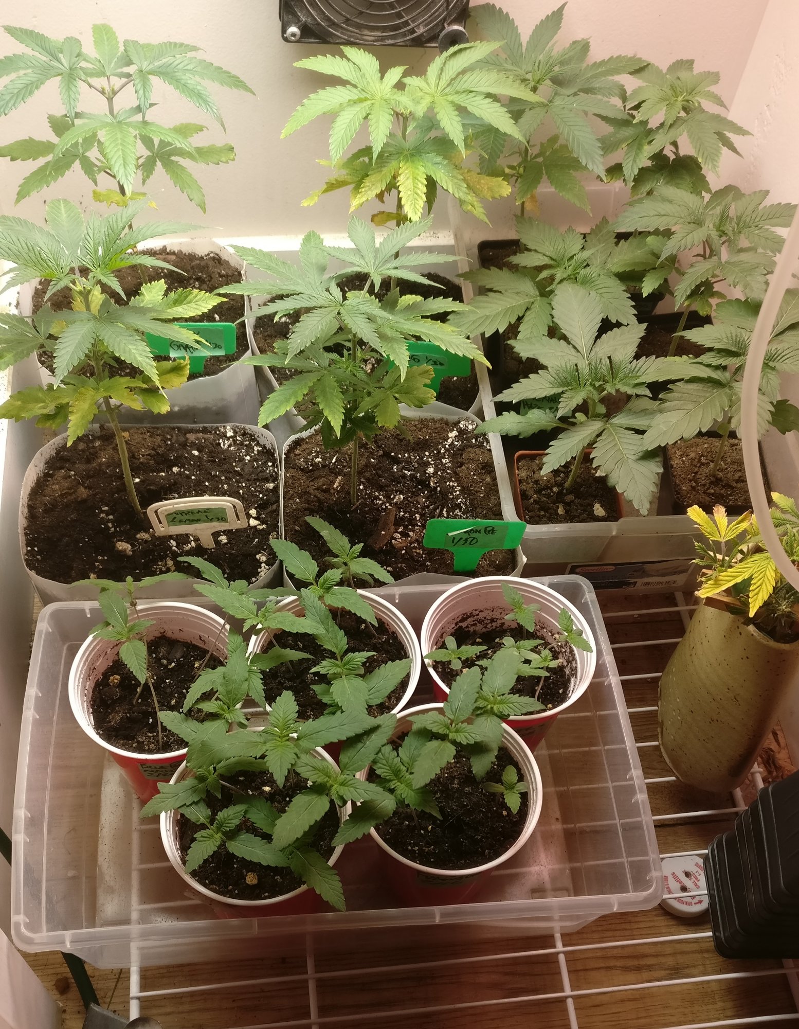 March babies