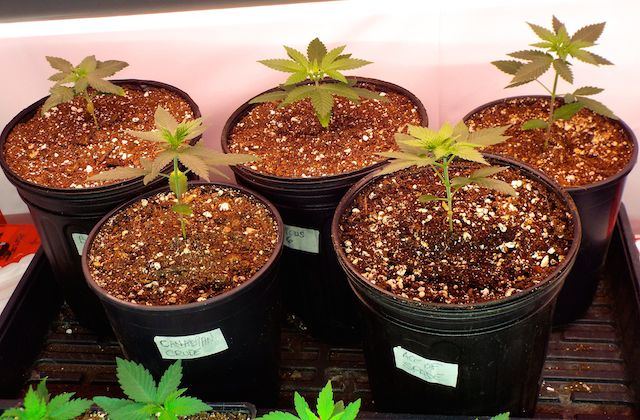 March15 transplants