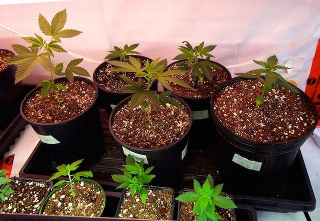 March15 transplants1