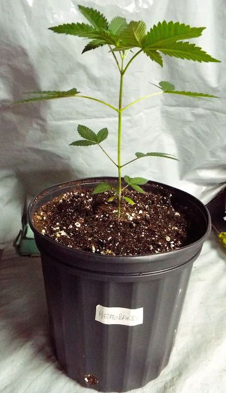 March21 Headband