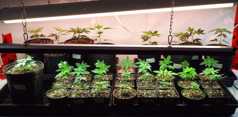 March21 young plants 