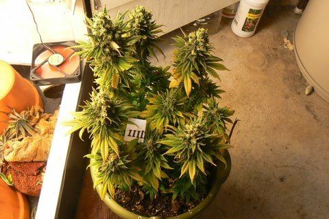 March5plants045