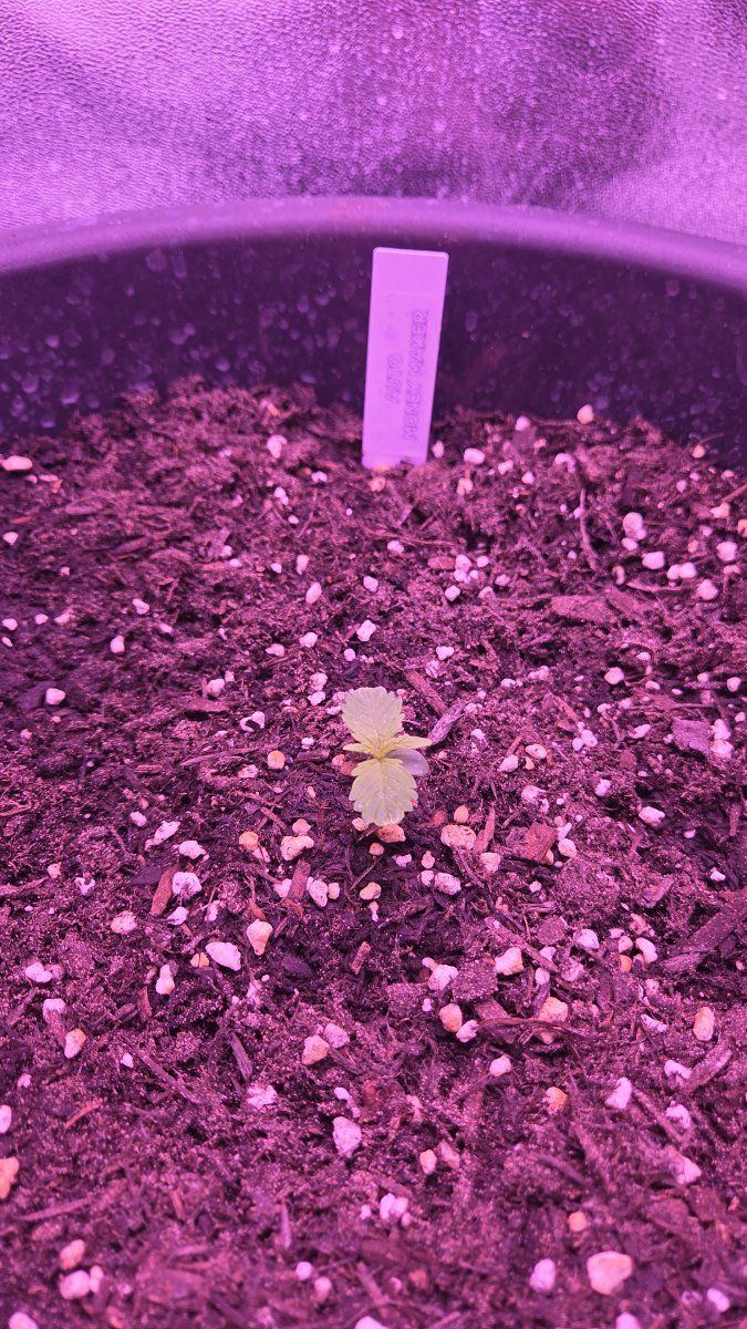 Maria the money maker first ever grow 6