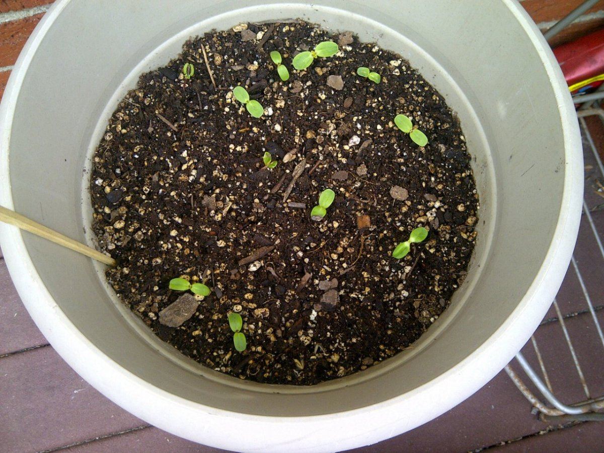 Marigolds growing
