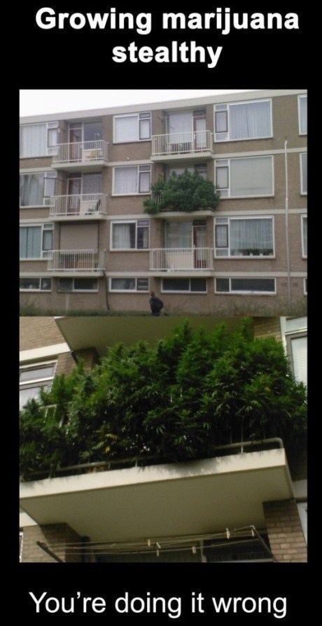 Marijuana balcony
