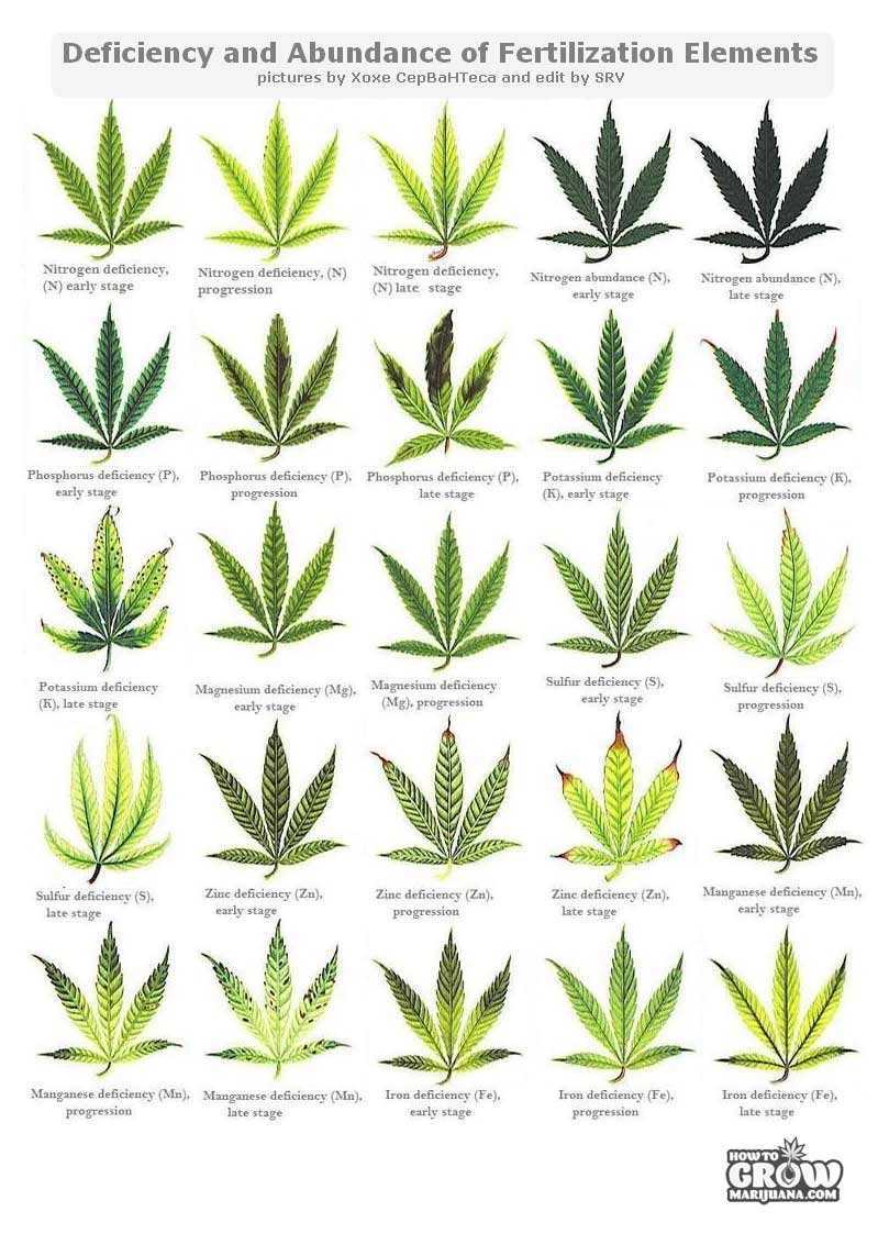 Marijuana deficiencies
