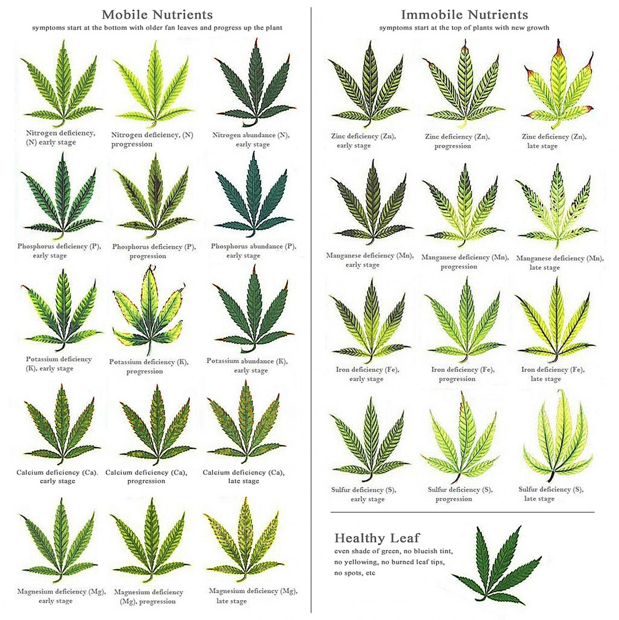 Marijuana Deficiency Chart   1