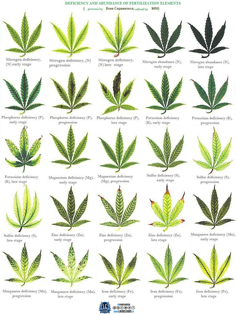 Marijuana deficiency chart 2