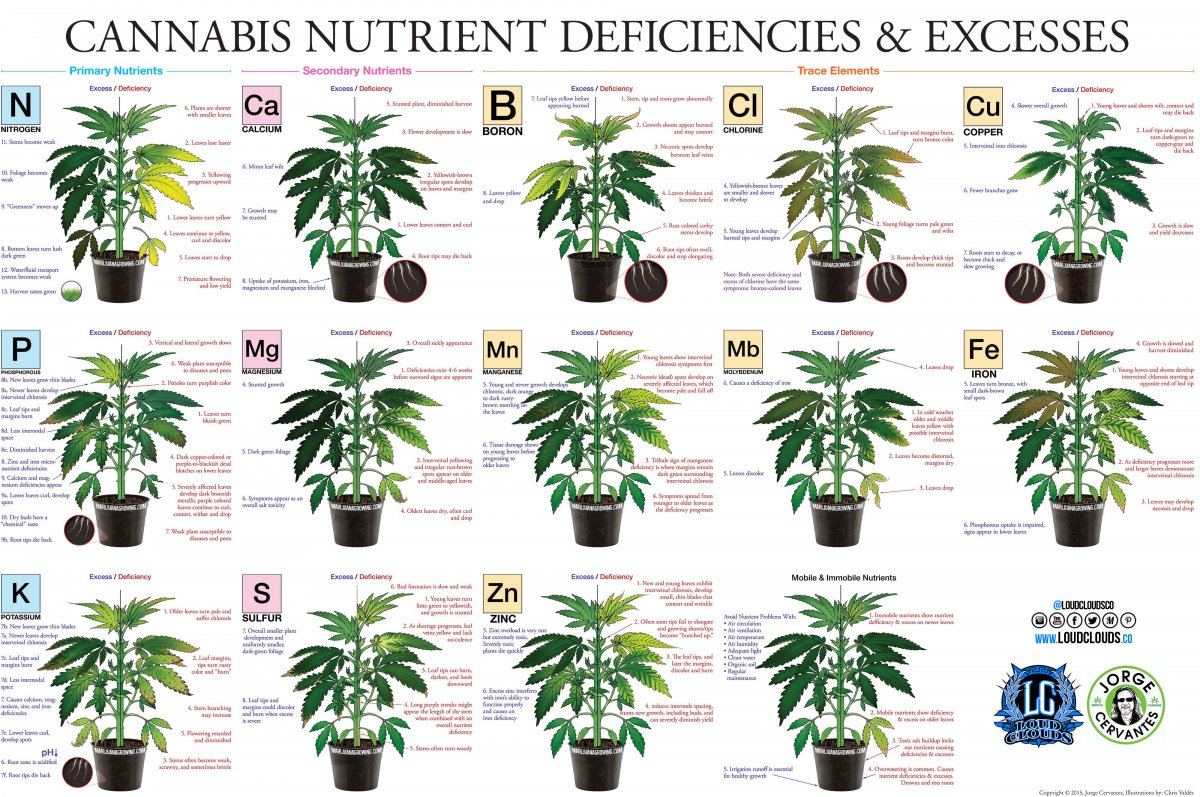Marijuana deficiency chart jorge cervantes 1