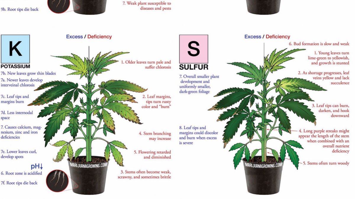 Marijuana deficiency chart jorge cervantes   Edited 1