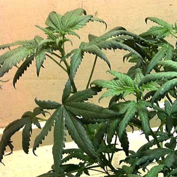 Marijuana droopy leaves nitrogen toxic sm
