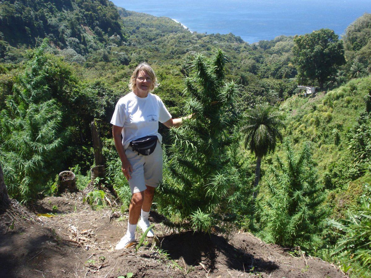 Marijuana hawaii