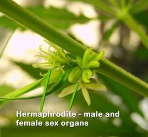 Marijuana hermaphrodite plant e1359567711910