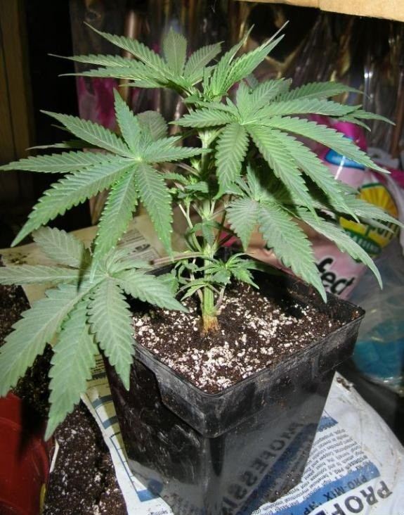 Marijuana