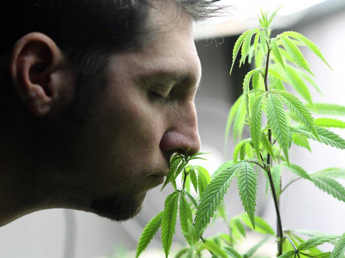 Marijuana legalization is inevitable and its time for the feds to admit it