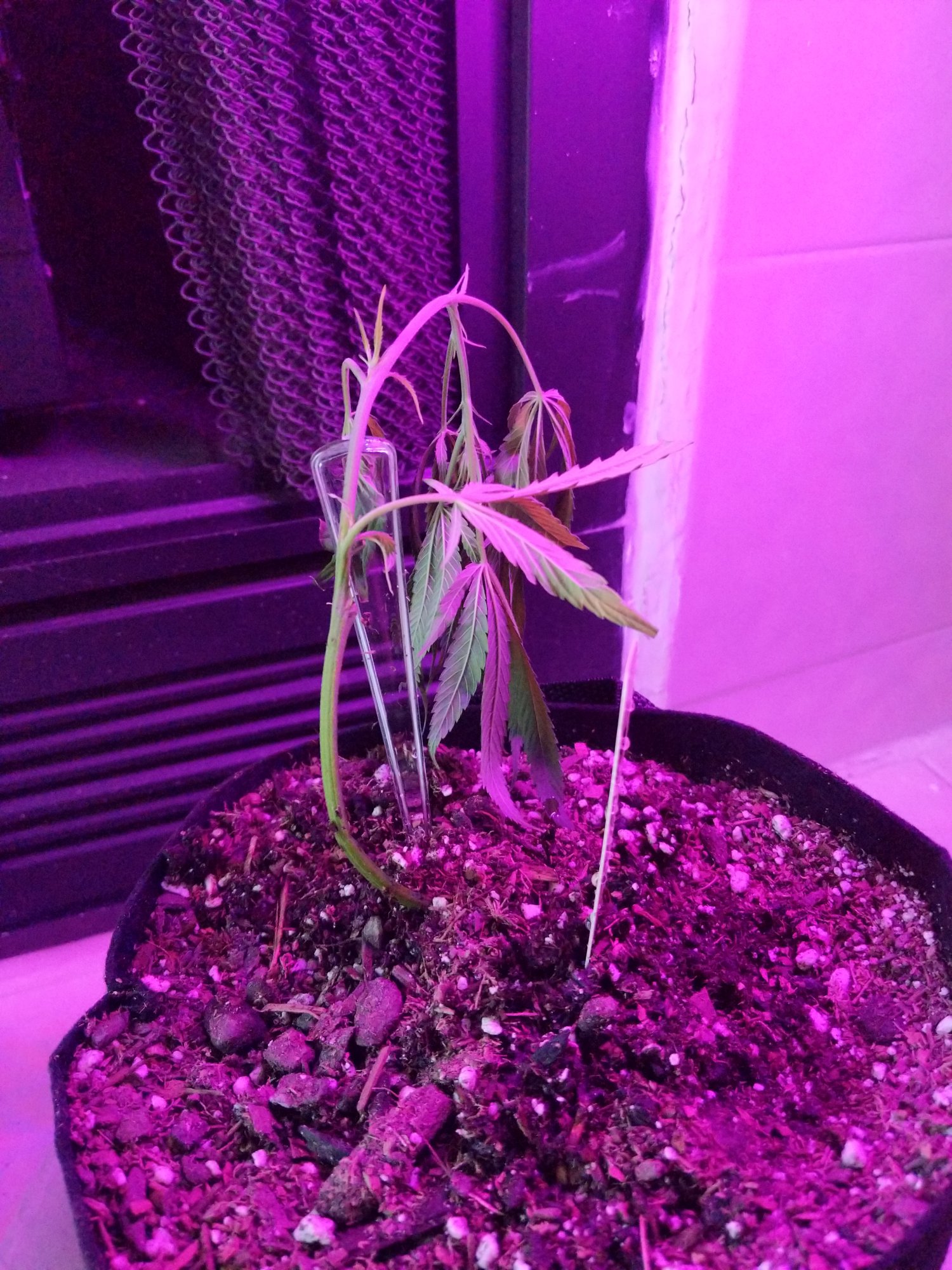 Marijuana plant drooping after watering 2