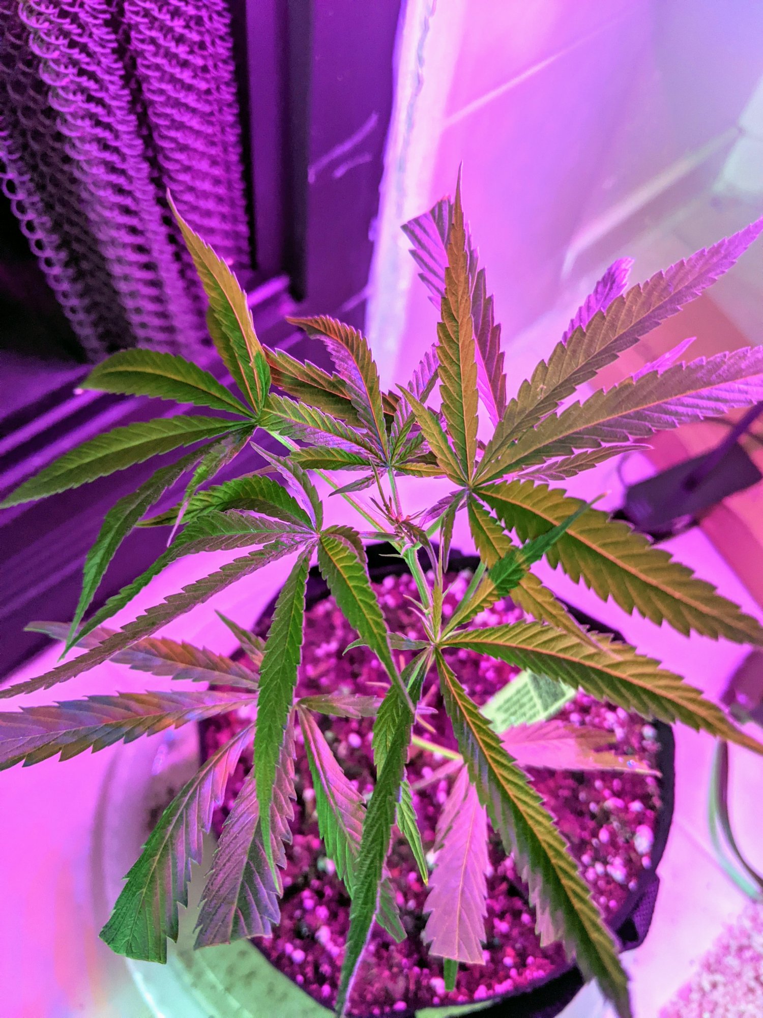 Marijuana plant drooping after watering
