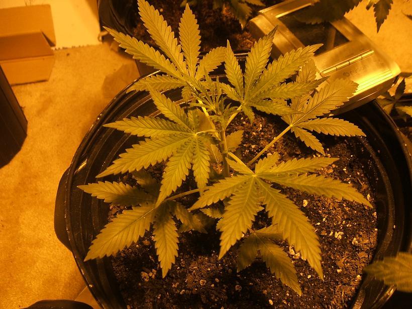 Marijuana plants  the buds associated with them by wunderkind 2