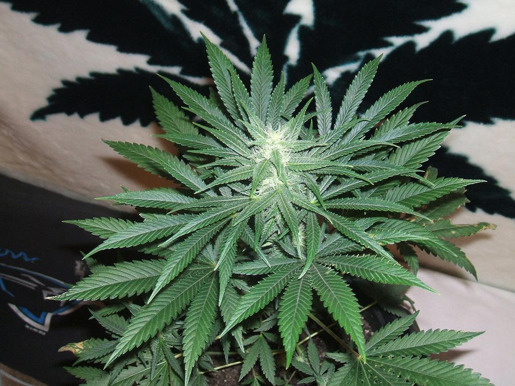 Marijuana plants  the buds associated with them by wunderkind 3