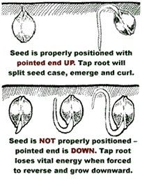 Marijuana seeds positioning in soil   Copy