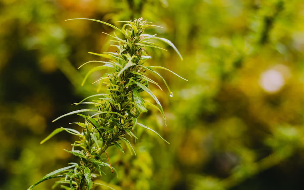 Marijuana what does sativa plant leaves look like