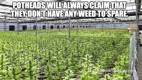 MarijuanaPlantsGreenHouseFinal