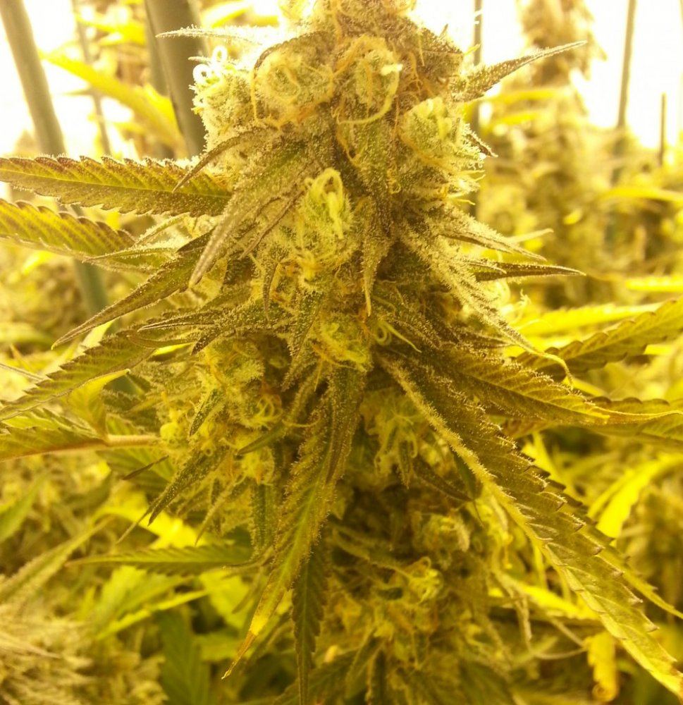 Marionberry Kush   46 days