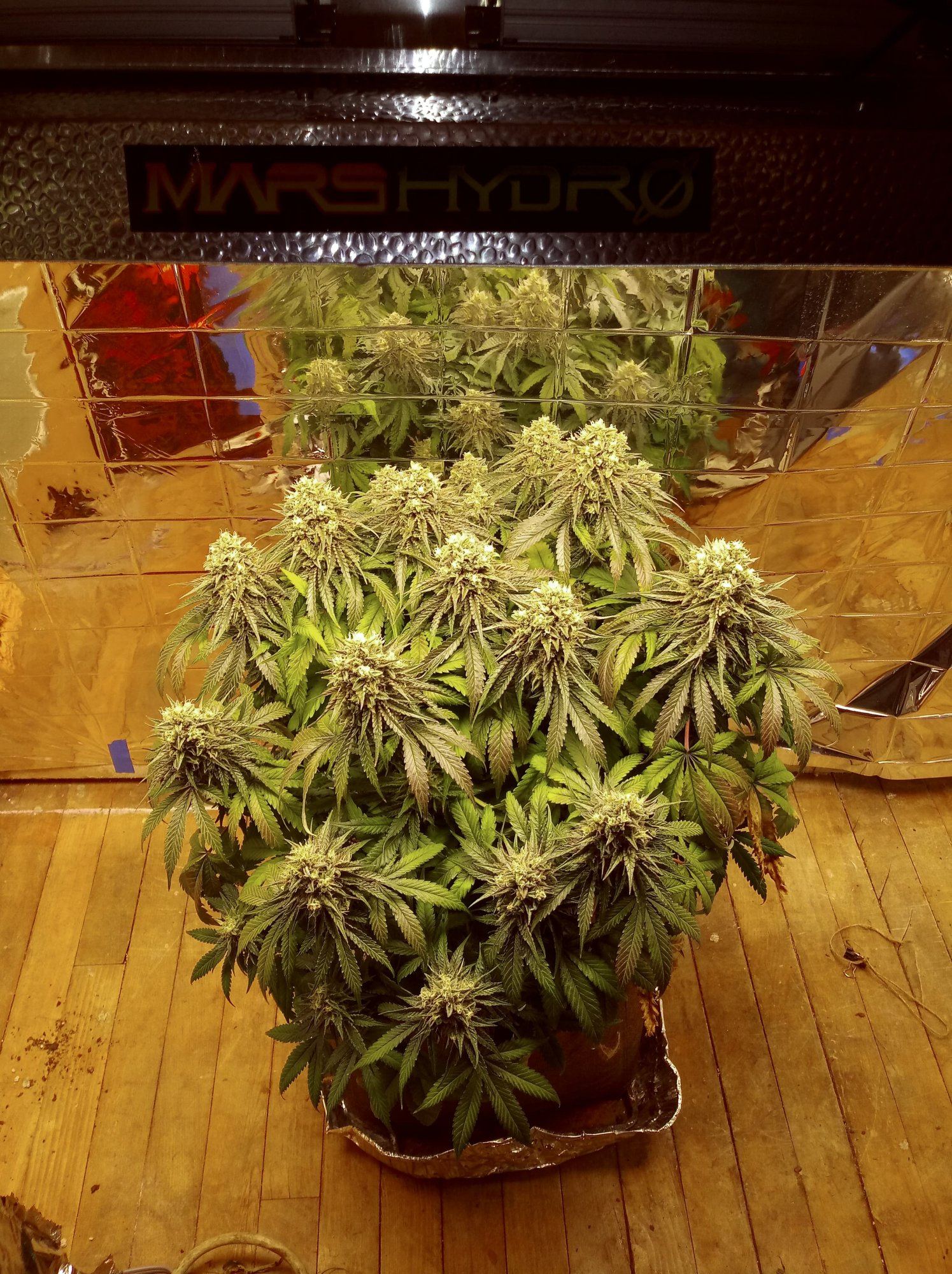 Mars 28