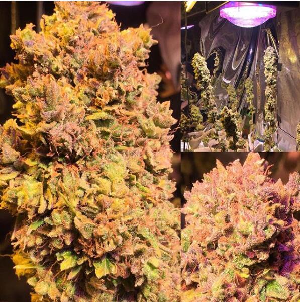 Mars hydro cob