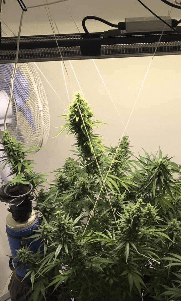 Mars Hydro SP250 01