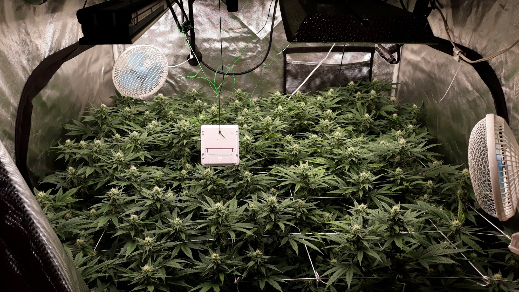 Mars Hydro SP250 and TSL2000