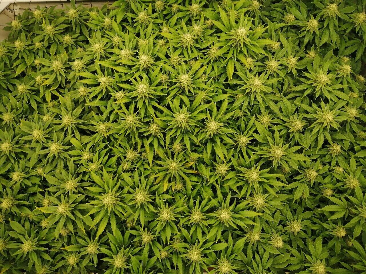 Mars Hydro SP250