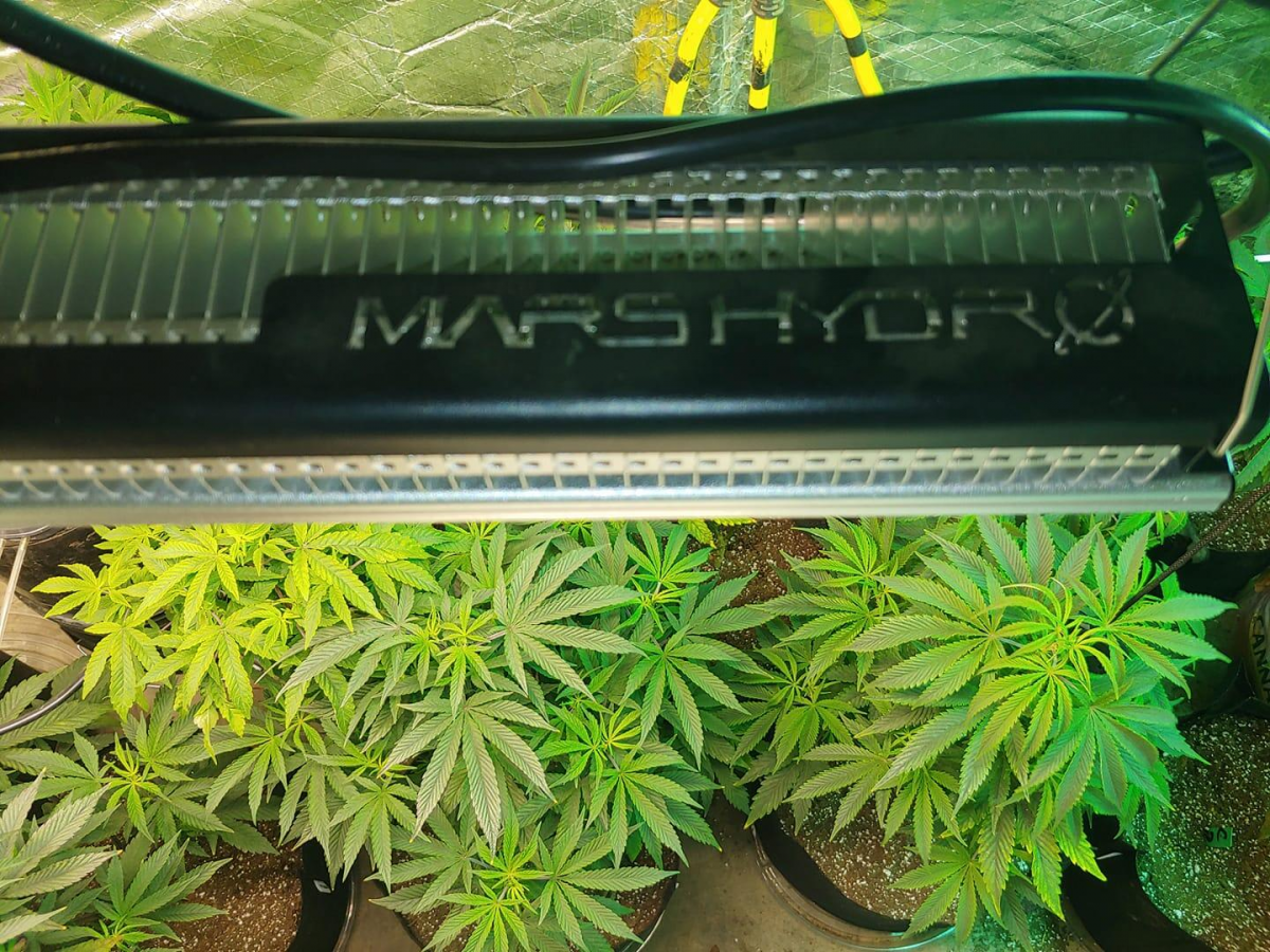 Mars hYdro SP250