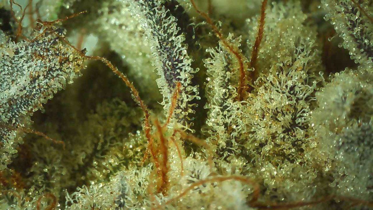 Marshmallow0g close up 2